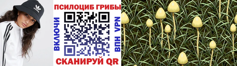 Псилоцибиновые грибы Psilocybe  наркотики  Евпатория 